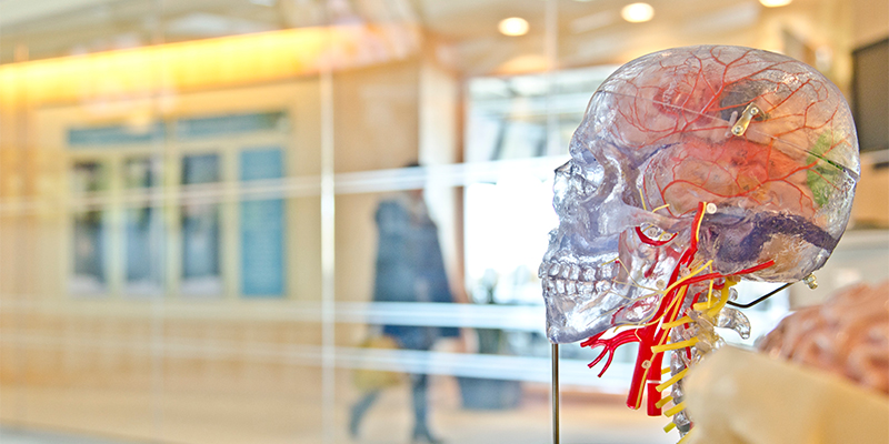 H1B Neuroscience Research